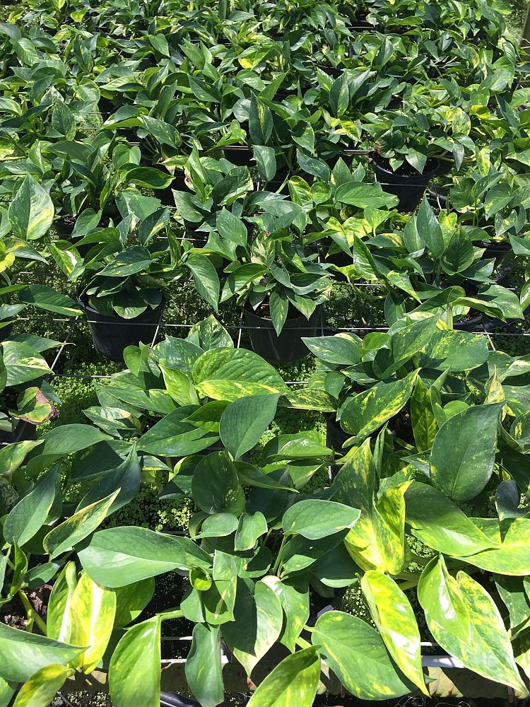 epipremnum-aureum-golden-pothos-vine-devil-s-ivy-centipede-vine