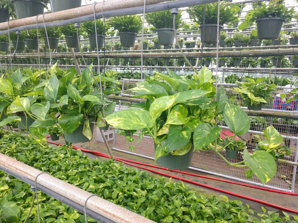 epipremnum-aureum-golden-pothos-vine-devil-s-ivy-centipede-vine