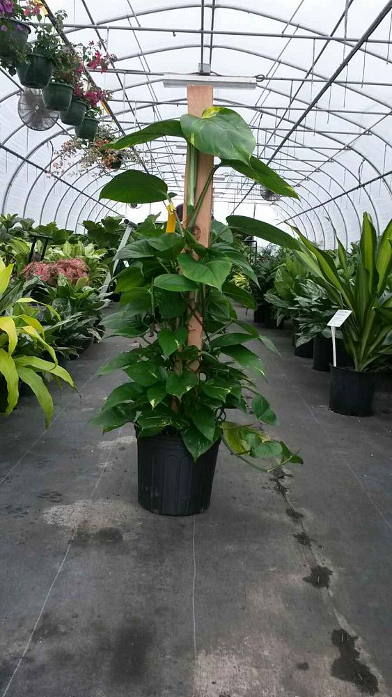 epipremnum-aureum-golden-pothos-vine-devil-s-ivy-centipede-vine
