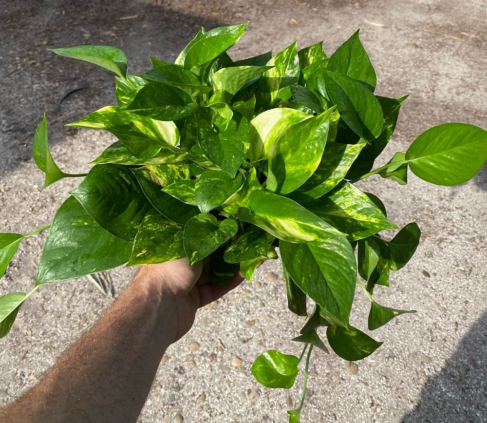 epipremnum-aureum-golden-pothos-vine-devil-s-ivy-centipede-vine