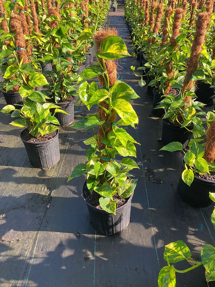 epipremnum-aureum-golden-pothos-vine-devil-s-ivy-centipede-vine