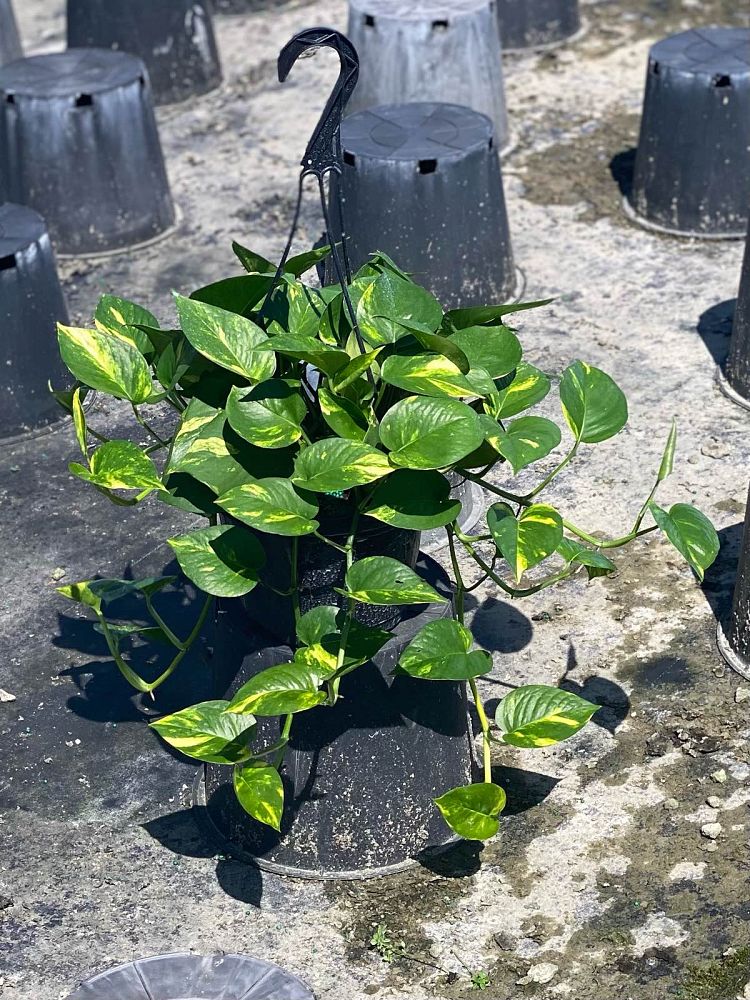 epipremnum-aureum-golden-pothos-vine-devil-s-ivy-centipede-vine