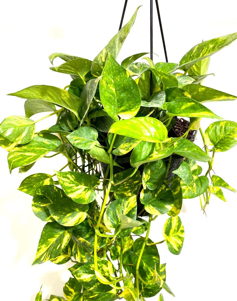 epipremnum-aureum-golden-pothos-vine-devil-s-ivy-centipede-vine