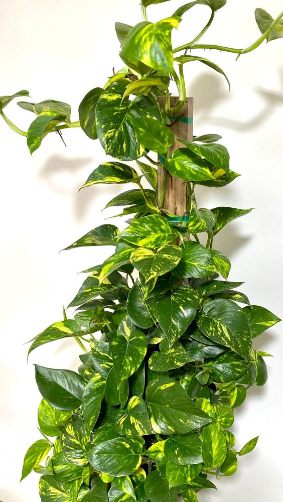 epipremnum-aureum-golden-pothos-vine-devil-s-ivy-centipede-vine