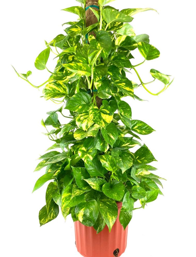 epipremnum-aureum-golden-pothos-vine-devil-s-ivy-centipede-vine