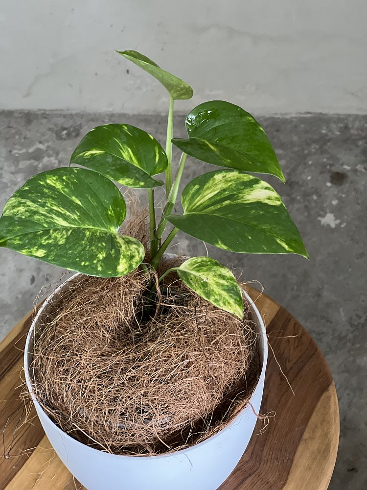 epipremnum-aureum-golden-pothos-vine-devil-s-ivy-centipede-vine