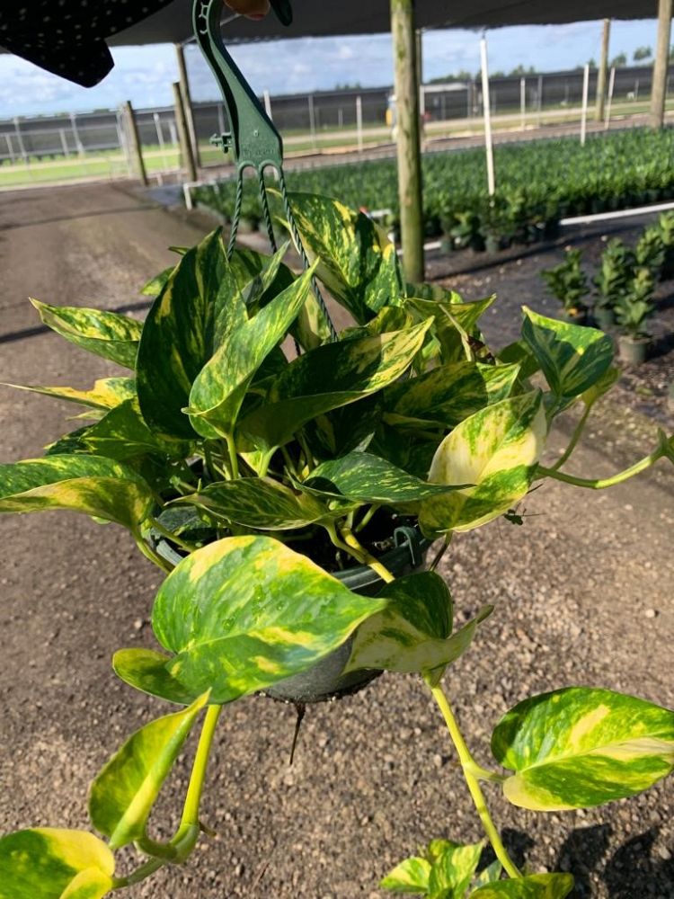 epipremnum-aureum-golden-pothos-vine-devil-s-ivy-centipede-vine