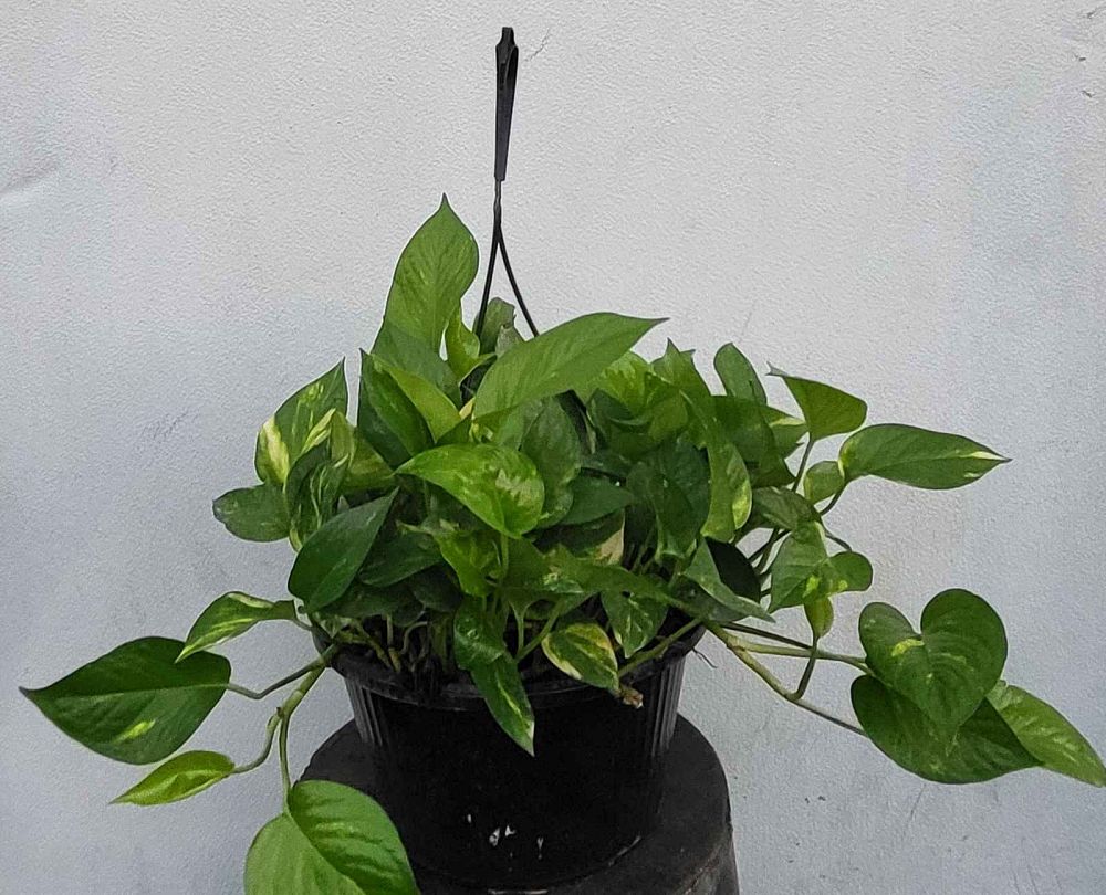 epipremnum-aureum-golden-pothos-vine-devil-s-ivy-centipede-vine
