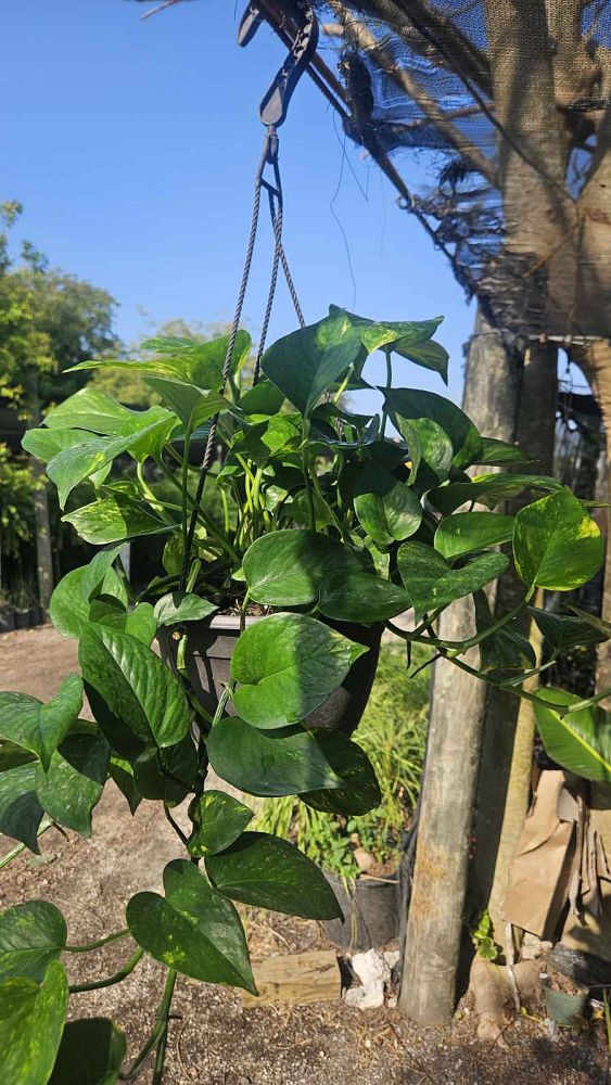 epipremnum-aureum-golden-pothos-vine-devil-s-ivy-centipede-vine