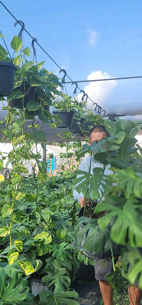 epipremnum-aureum-golden-pothos-vine-devil-s-ivy-centipede-vine