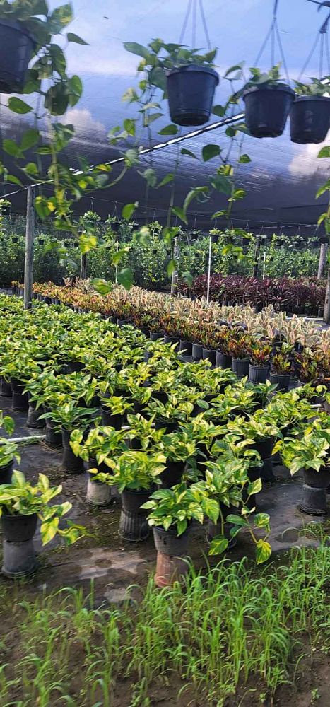 epipremnum-aureum-golden-pothos-vine-devil-s-ivy-centipede-vine