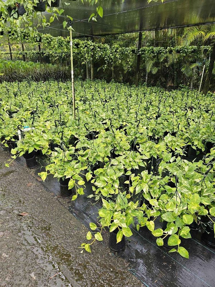 epipremnum-aureum-golden-pothos-vine-devil-s-ivy-centipede-vine