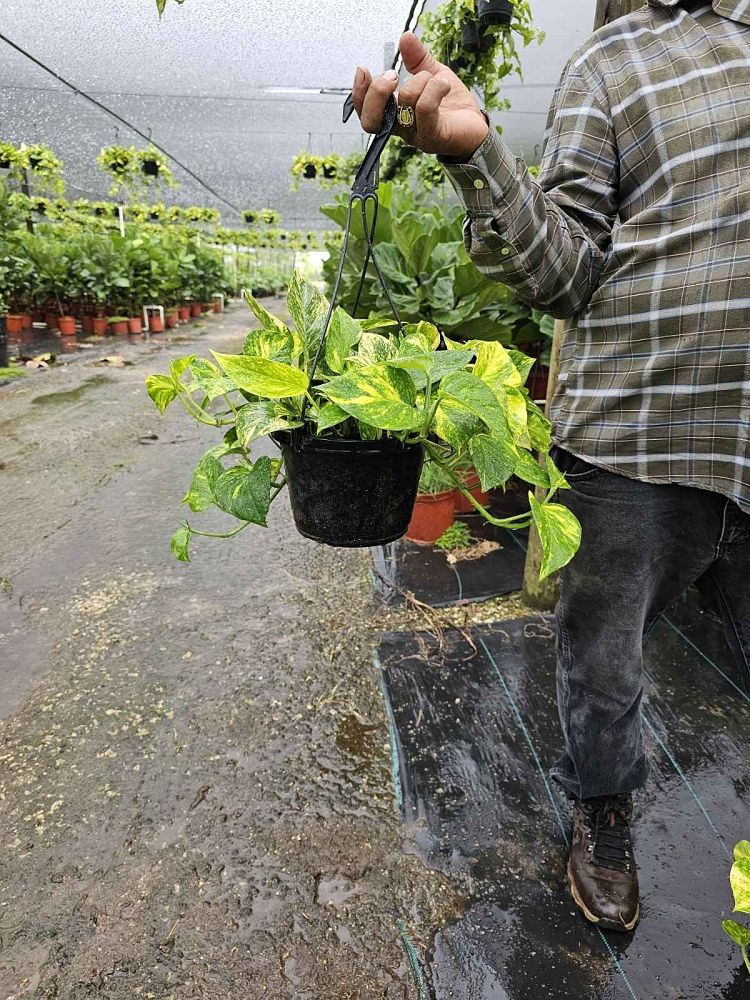 epipremnum-aureum-golden-pothos-vine-devil-s-ivy-centipede-vine