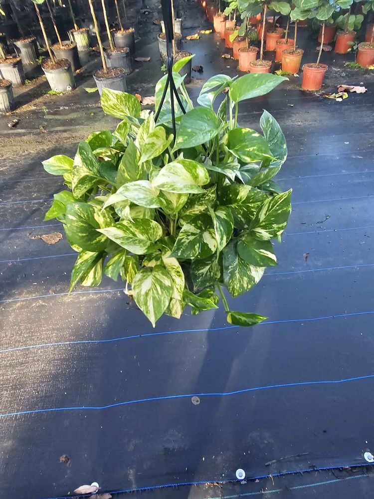 epipremnum-aureum-golden-pothos-vine-devil-s-ivy-centipede-vine