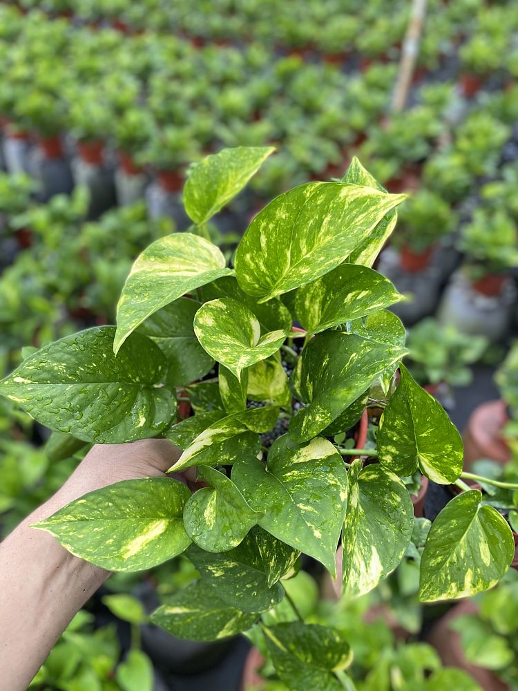 epipremnum-aureum-golden-pothos-vine-devil-s-ivy-centipede-vine