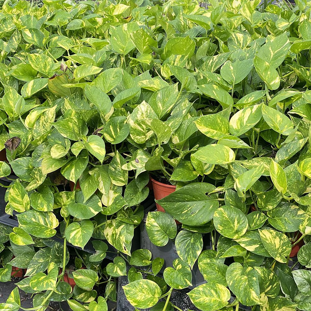 epipremnum-aureum-golden-pothos-vine-devil-s-ivy-centipede-vine