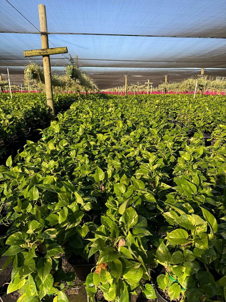 epipremnum-aureum-golden-pothos-vine-devil-s-ivy-centipede-vine