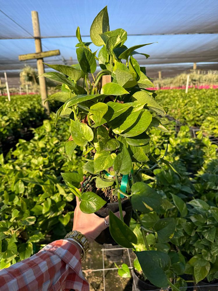 epipremnum-aureum-golden-pothos-vine-devil-s-ivy-centipede-vine