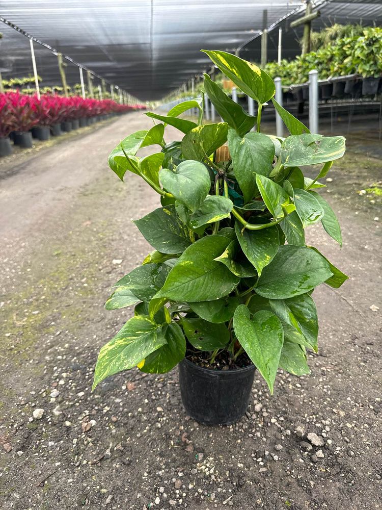 epipremnum-aureum-golden-pothos-vine-devil-s-ivy-centipede-vine