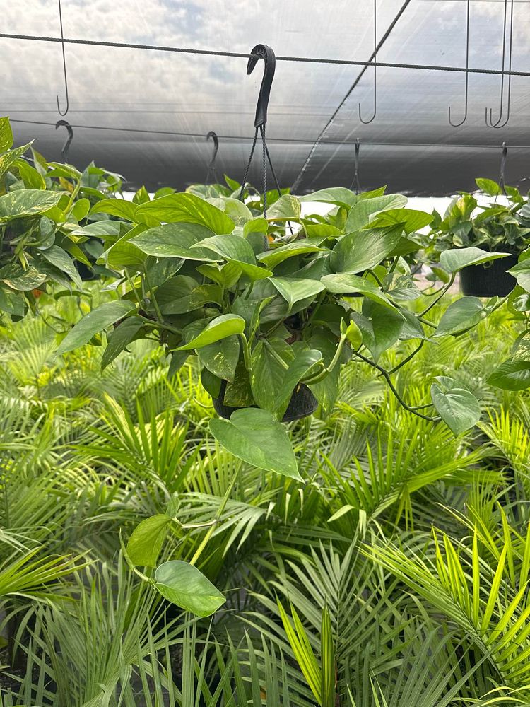 epipremnum-aureum-golden-pothos-vine-devil-s-ivy-centipede-vine