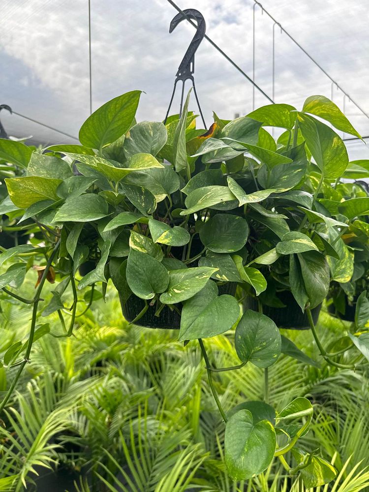 epipremnum-aureum-golden-pothos-vine-devil-s-ivy-centipede-vine
