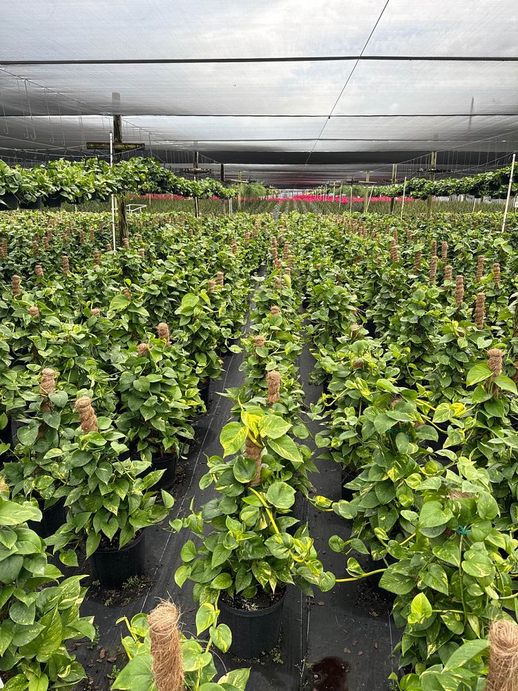 epipremnum-aureum-golden-pothos-vine-devil-s-ivy-centipede-vine