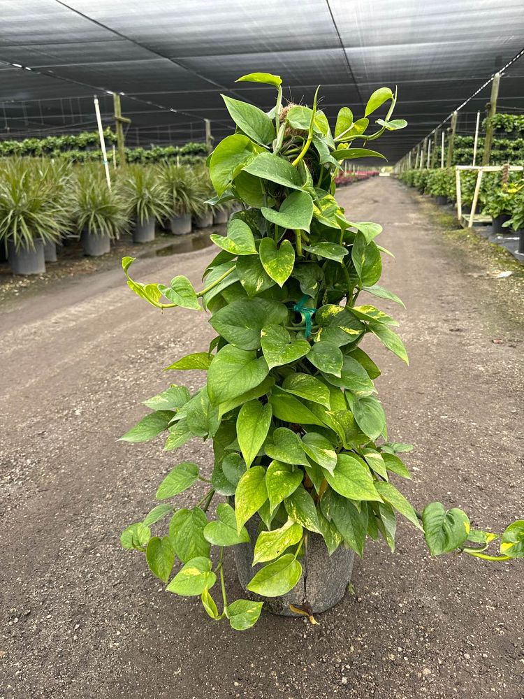 epipremnum-aureum-golden-pothos-vine-devil-s-ivy-centipede-vine