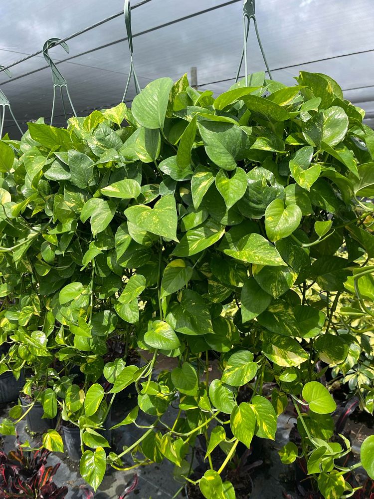 epipremnum-aureum-golden-pothos-vine-devil-s-ivy-centipede-vine