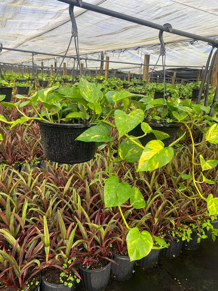 epipremnum-aureum-golden-pothos-vine-devil-s-ivy-centipede-vine