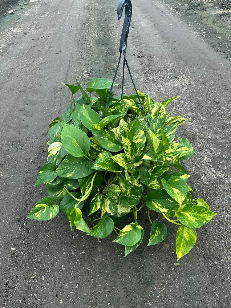 epipremnum-aureum-golden-pothos-vine-devil-s-ivy-centipede-vine