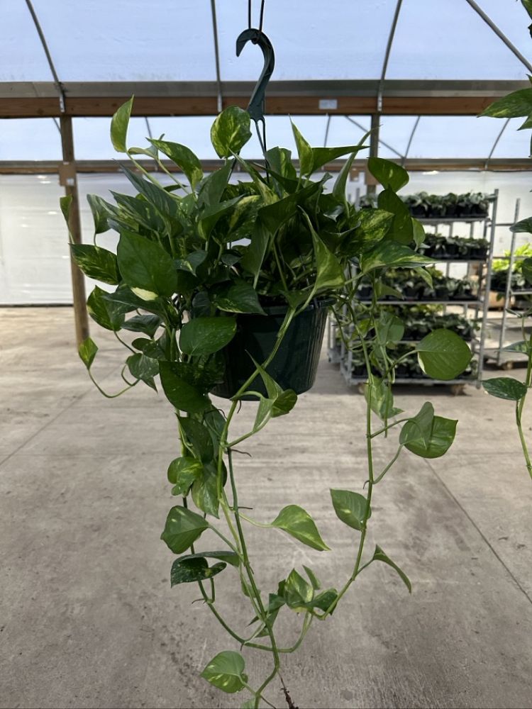 epipremnum-aureum-golden-pothos-vine-devil-s-ivy-centipede-vine