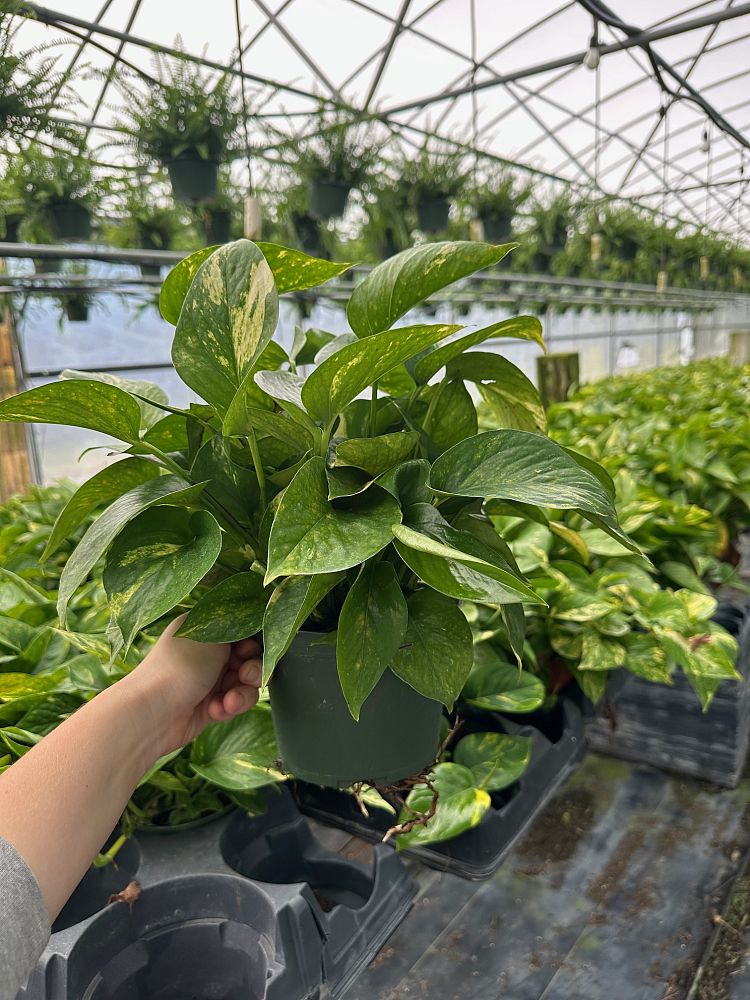 epipremnum-aureum-golden-pothos-vine-devil-s-ivy-centipede-vine