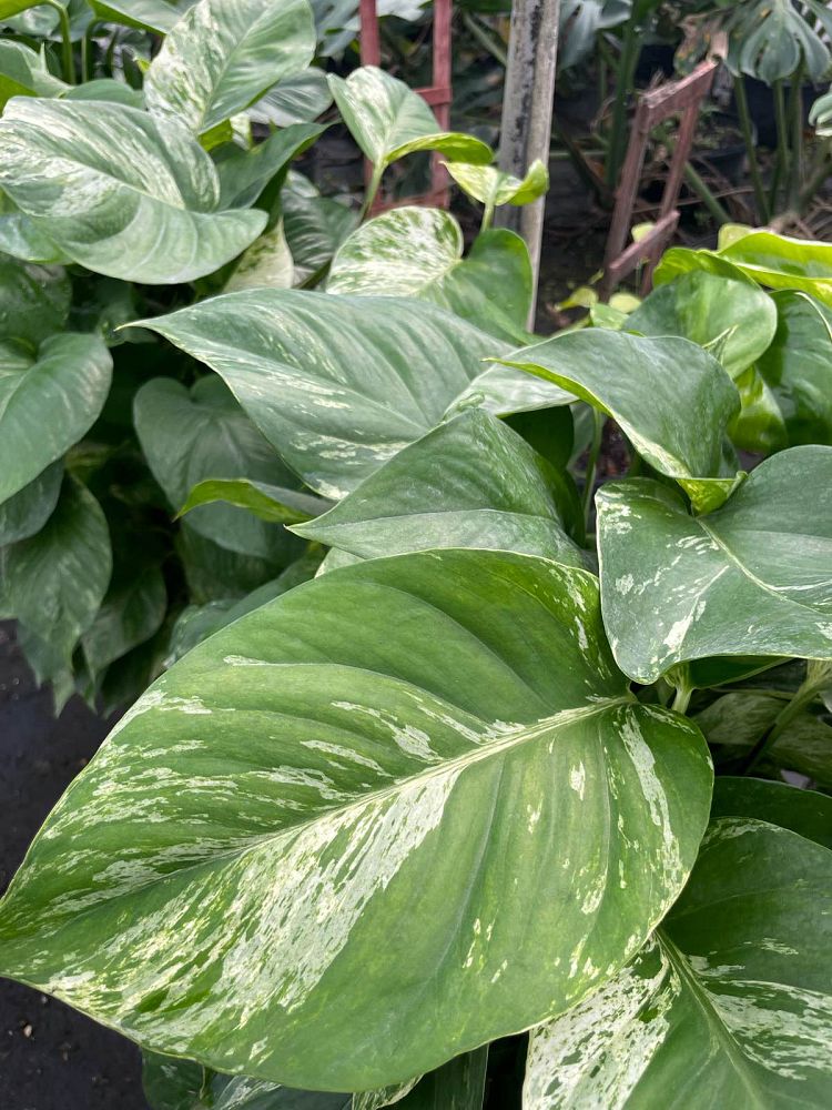 epipremnum-aureum-golden-pothos-vine-devil-s-ivy-centipede-vine