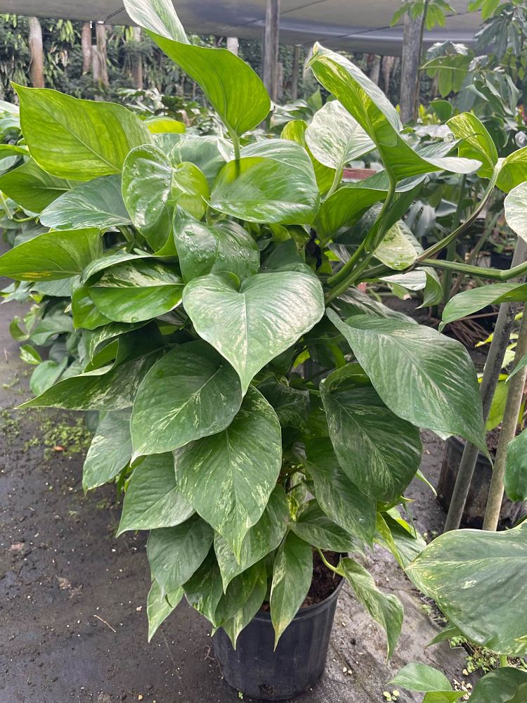 epipremnum-aureum-golden-pothos-vine-devil-s-ivy-centipede-vine