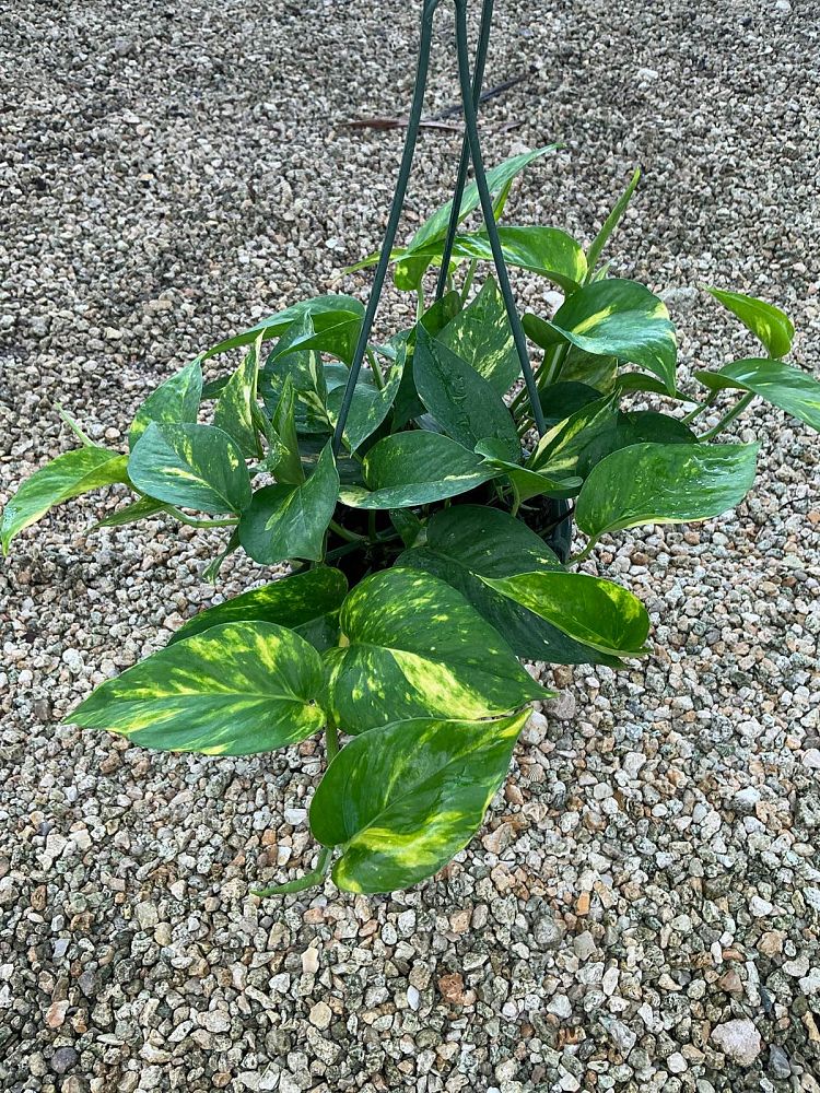 epipremnum-aureum-golden-pothos-vine-devil-s-ivy-centipede-vine