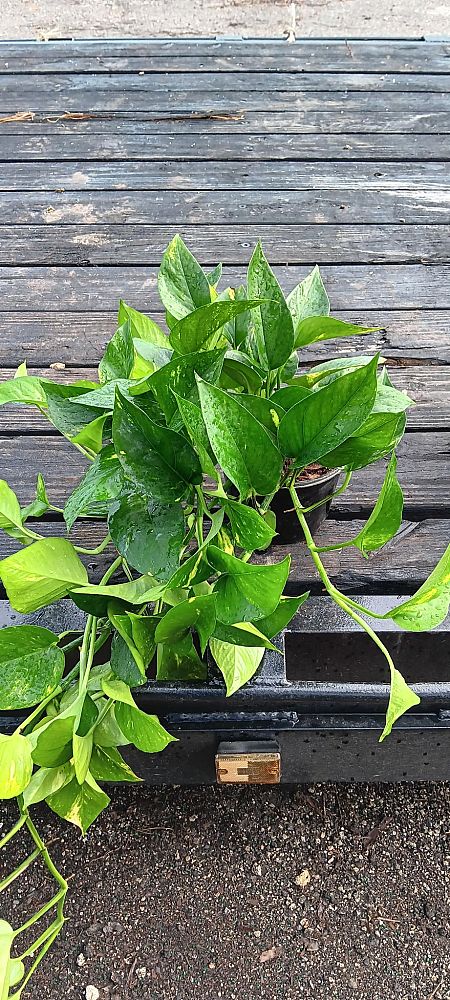 epipremnum-aureum-golden-pothos-vine-devil-s-ivy-centipede-vine