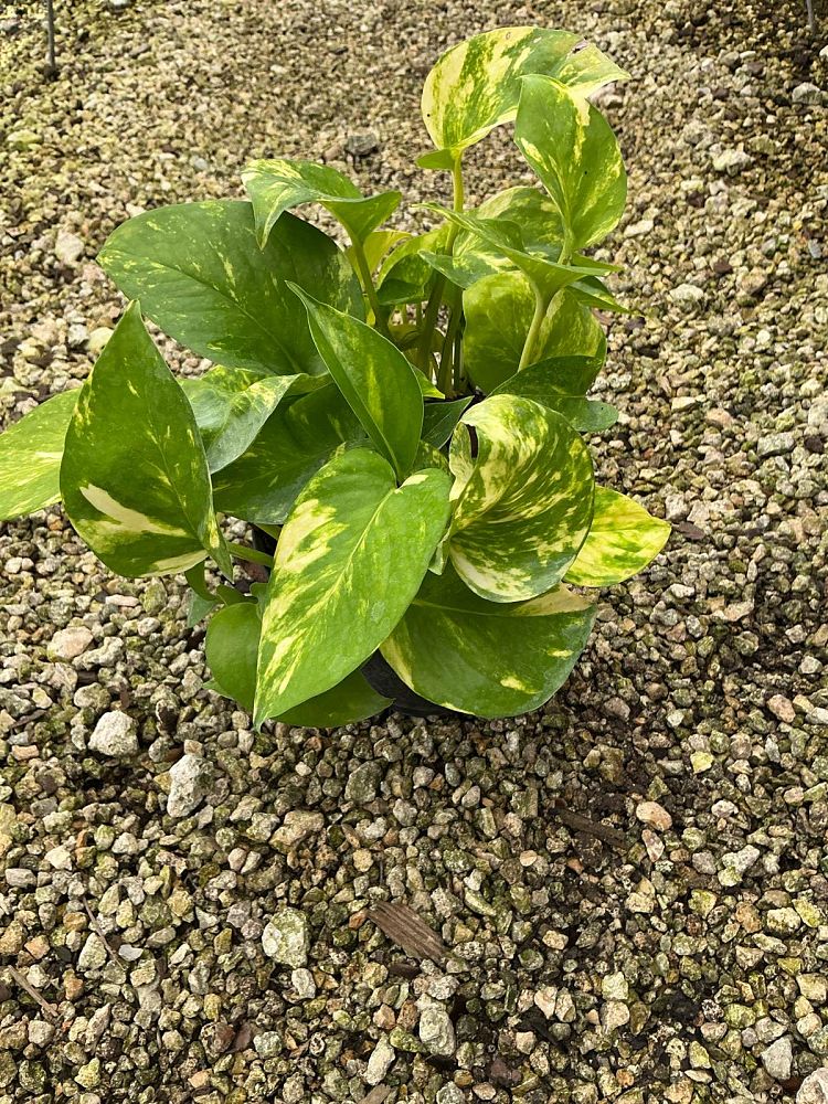 epipremnum-aureum-golden-pothos-vine-devil-s-ivy-centipede-vine