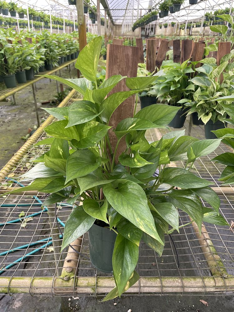 epipremnum-aureum-golden-pothos-vine-devil-s-ivy-centipede-vine