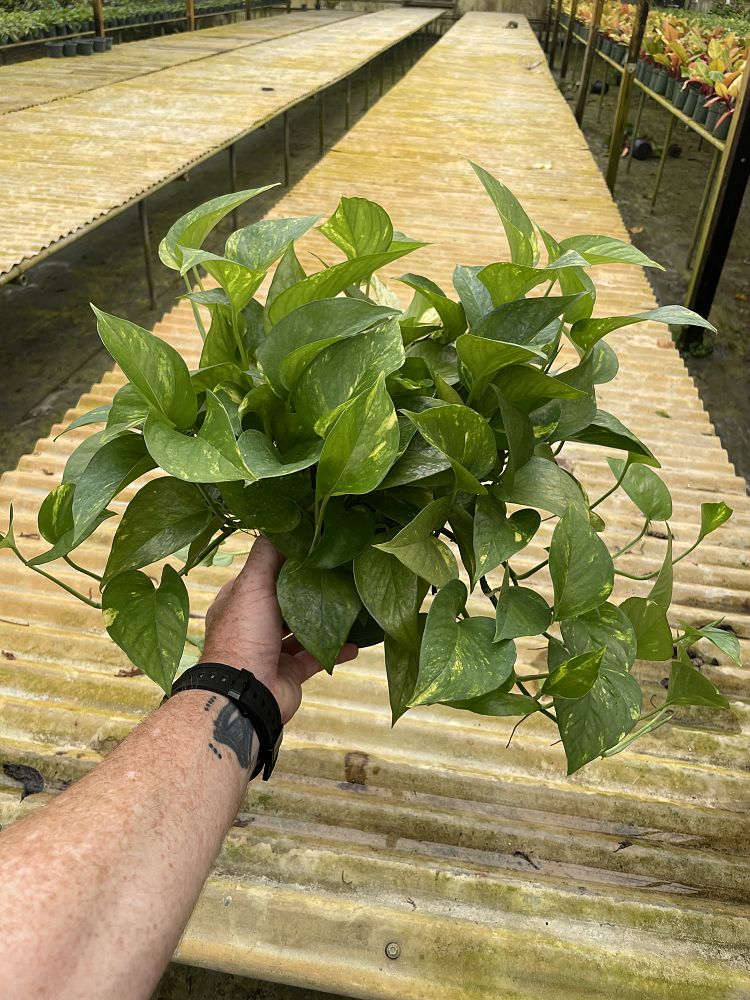 epipremnum-aureum-golden-pothos-vine-devil-s-ivy-centipede-vine