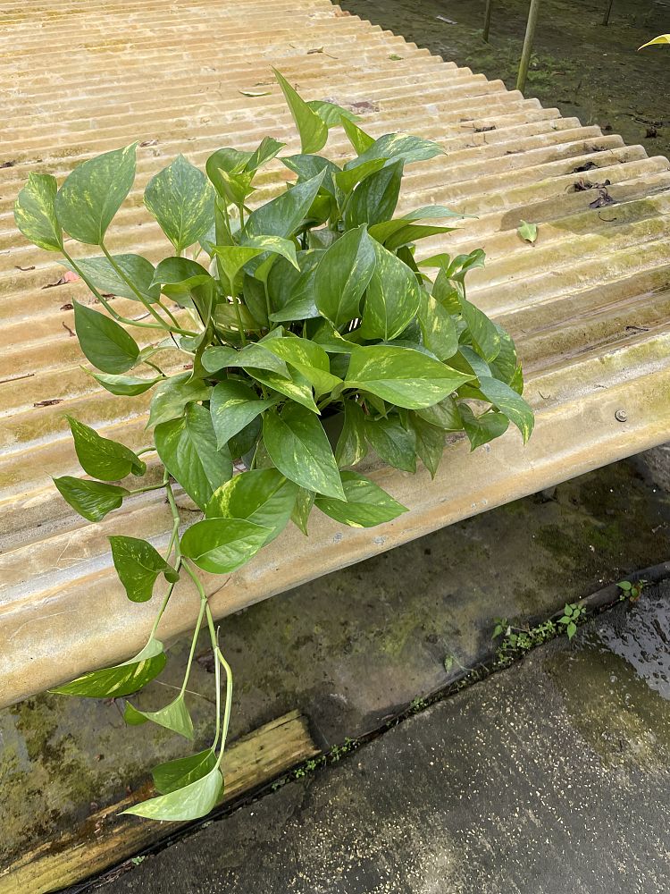 epipremnum-aureum-golden-pothos-vine-devil-s-ivy-centipede-vine