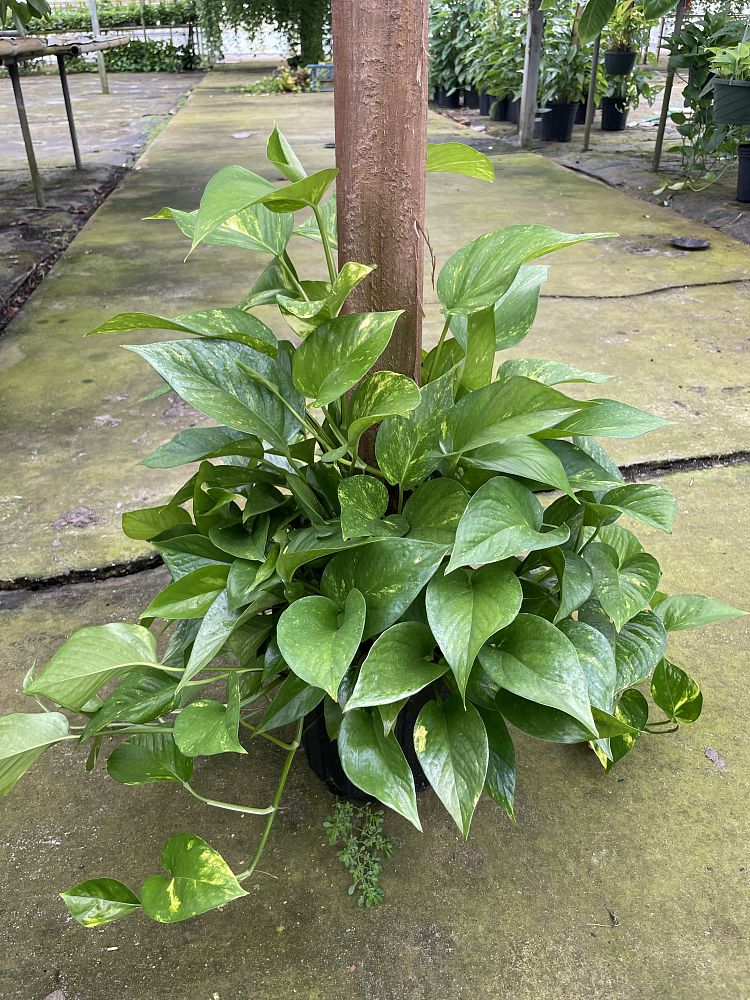 epipremnum-aureum-golden-pothos-vine-devil-s-ivy-centipede-vine