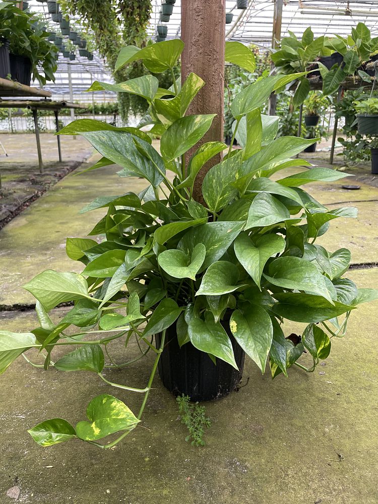 epipremnum-aureum-golden-pothos-vine-devil-s-ivy-centipede-vine