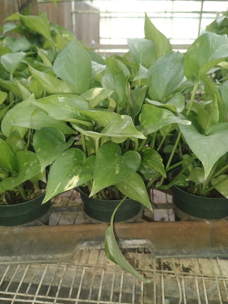 epipremnum-aureum-golden-pothos-vine-devil-s-ivy-centipede-vine