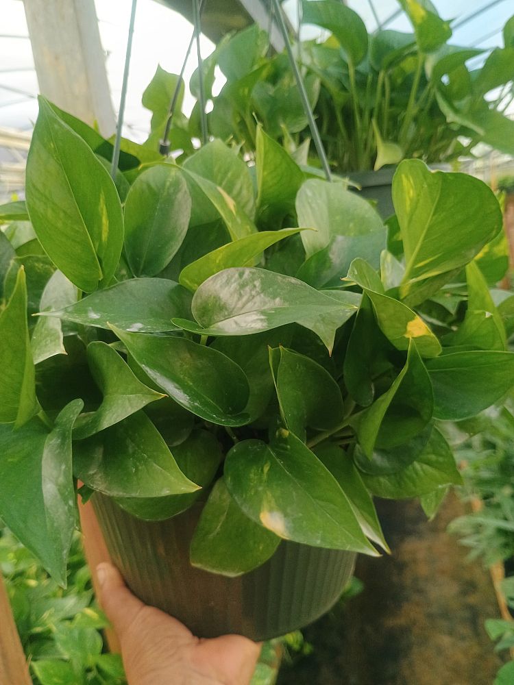 epipremnum-aureum-golden-pothos-vine-devil-s-ivy-centipede-vine