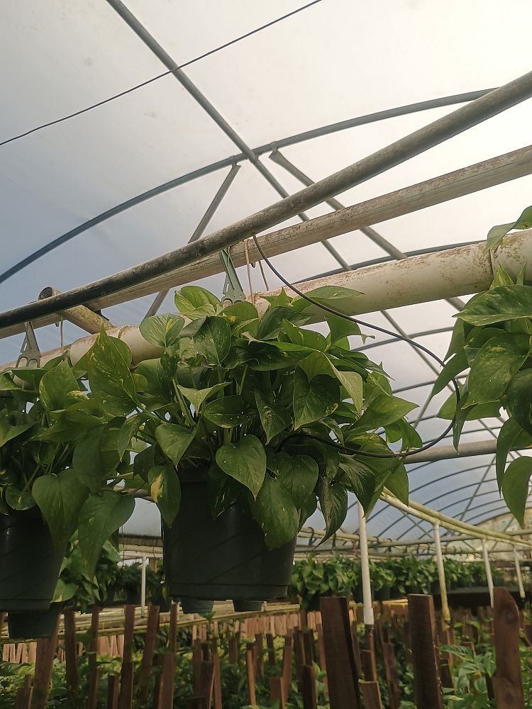 epipremnum-aureum-golden-pothos-vine-devil-s-ivy-centipede-vine