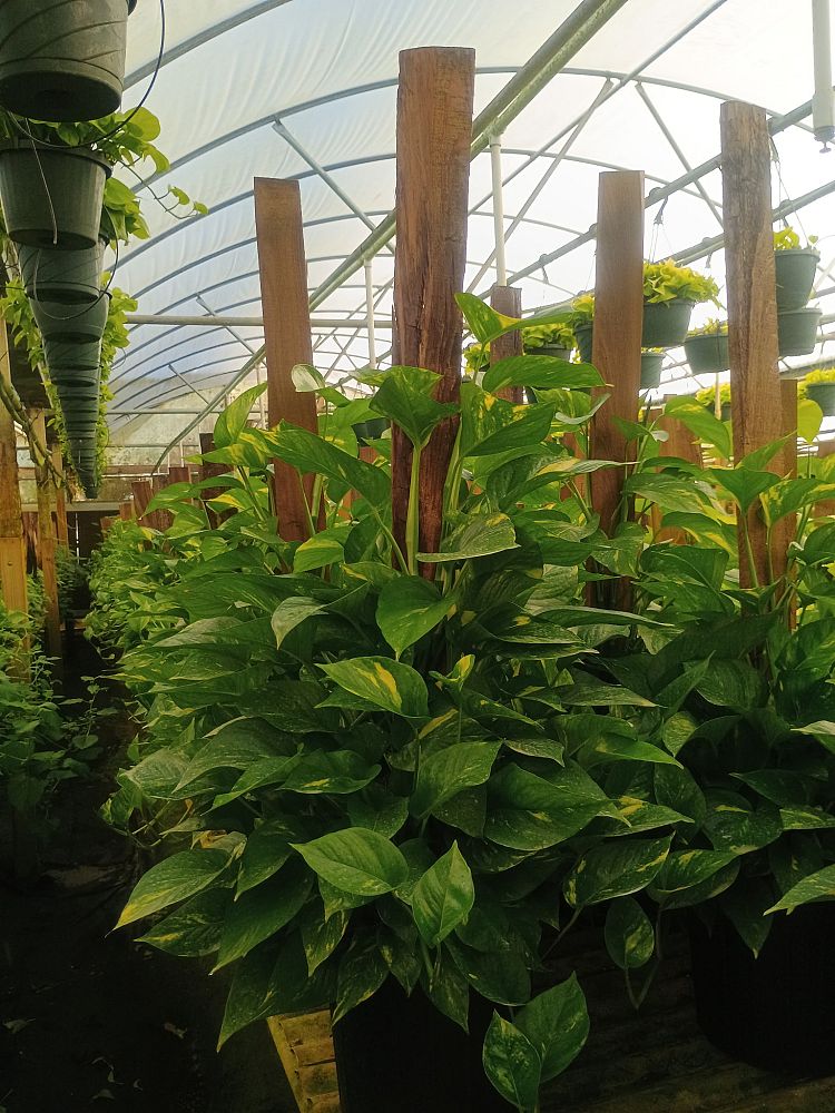 epipremnum-aureum-golden-pothos-vine-devil-s-ivy-centipede-vine