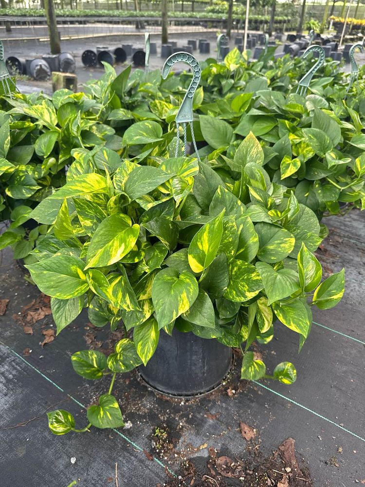 epipremnum-aureum-golden-pothos-vine-devil-s-ivy-centipede-vine