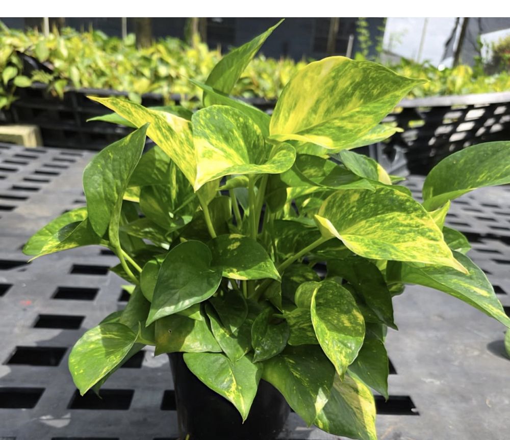 epipremnum-aureum-golden-pothos-vine-devil-s-ivy-centipede-vine