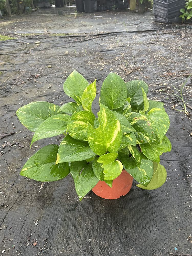 epipremnum-aureum-golden-pothos-vine-devil-s-ivy-centipede-vine