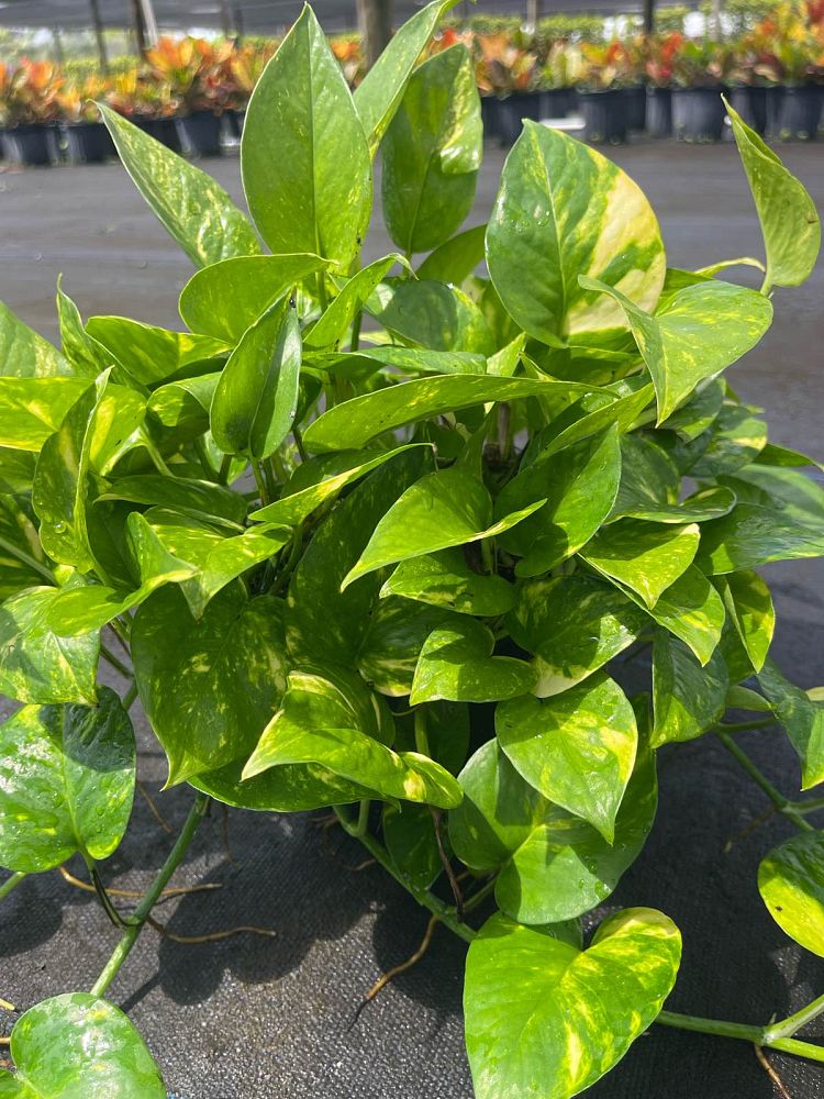 epipremnum-aureum-golden-pothos-vine-devil-s-ivy-centipede-vine